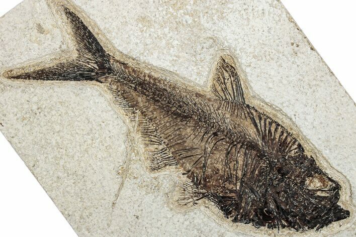 Detailed Fossil Fish (Diplomystus) - Wyoming #292530